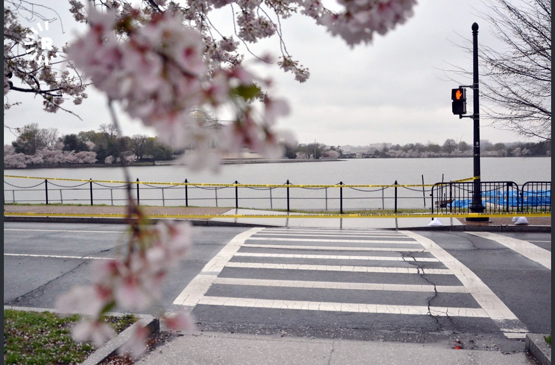 (cherry blossom with police tape) To encourage people to stay home DC shut down its two closest metro stops to the tidal basin 